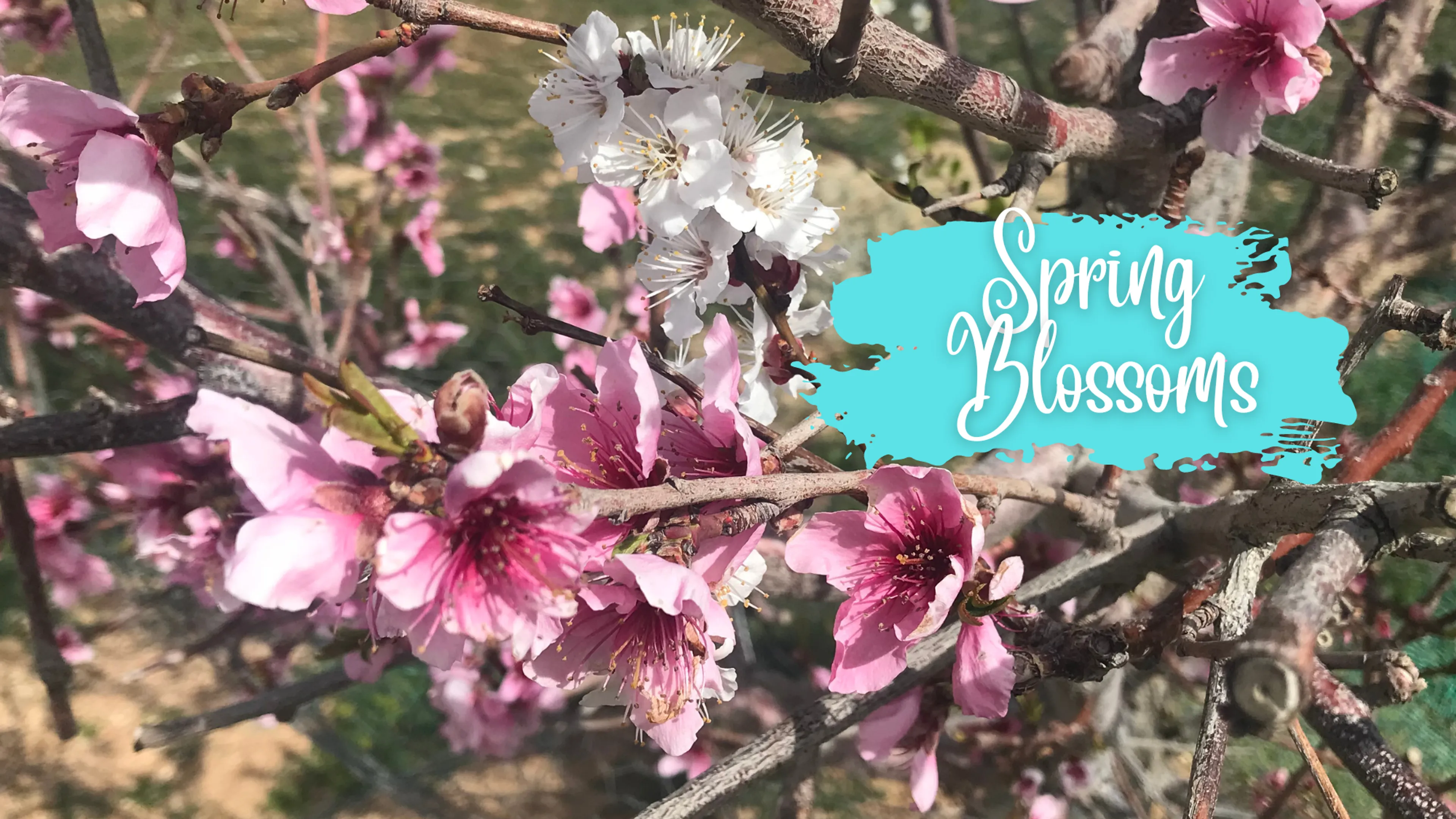 Spring Blossoms poster